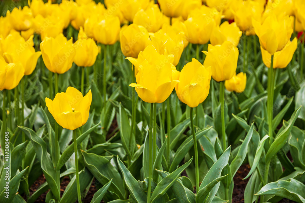 tulip flowers yellow, Keukenhof garden, Netherlands, Holland tulip flowers yellow, Keukenhof garden, Netherlands, Holland