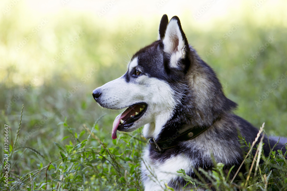dog breed Siberian Husky dog breed Siberian Husky