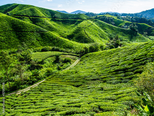 Tea Plantation on the mountain at Cameron Highlands, Malaysia