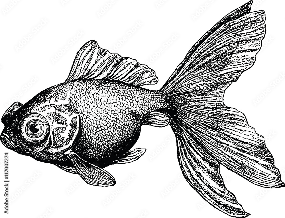 Obraz premium Vintage picture goldfish 