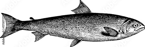 Vintage picture trout fish photo