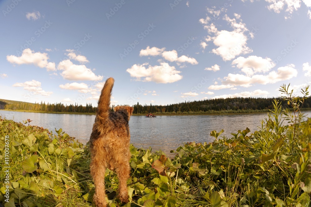 Собака у реки на фоне неба