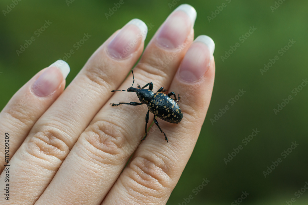 weevil is crawling on a woman hand.