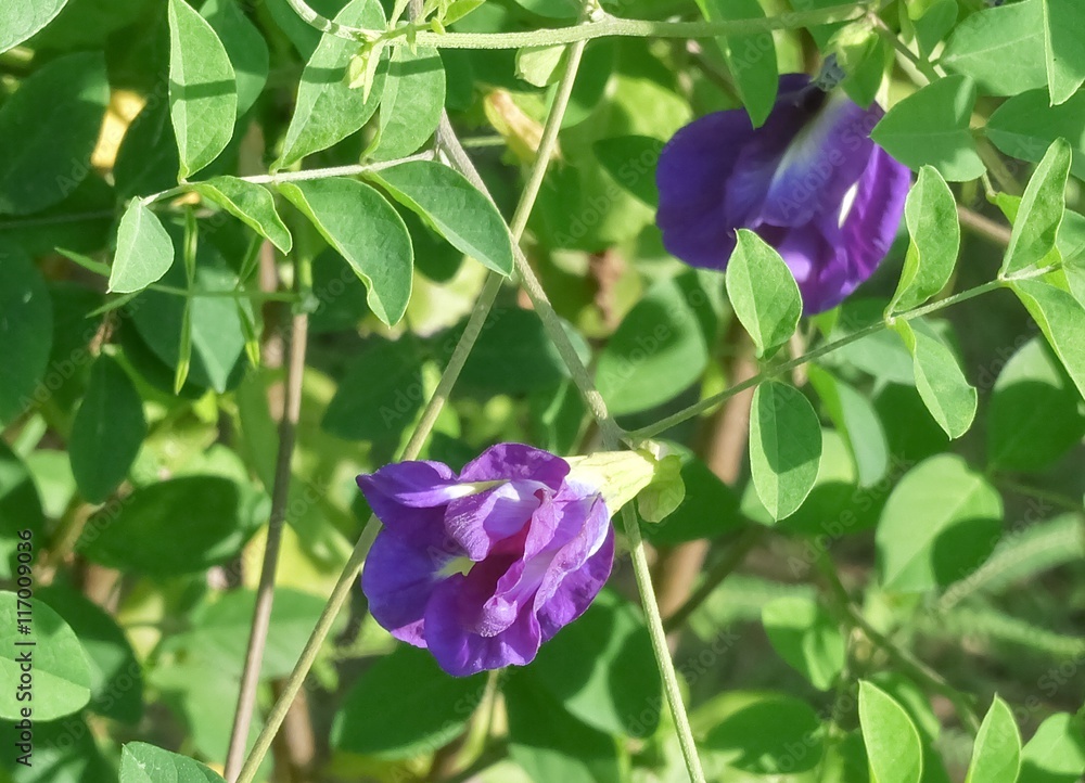 Fototapeta premium Beautiful Purple Butterfly Pea Flowers on Vine