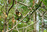 Bear Cuscus (Ailurops ursinus) in tree