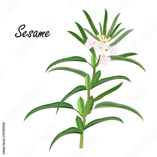 Sesame (Sesamum orientale, til). Hand drawn vector illustration of sesame herb with flowers on white background.