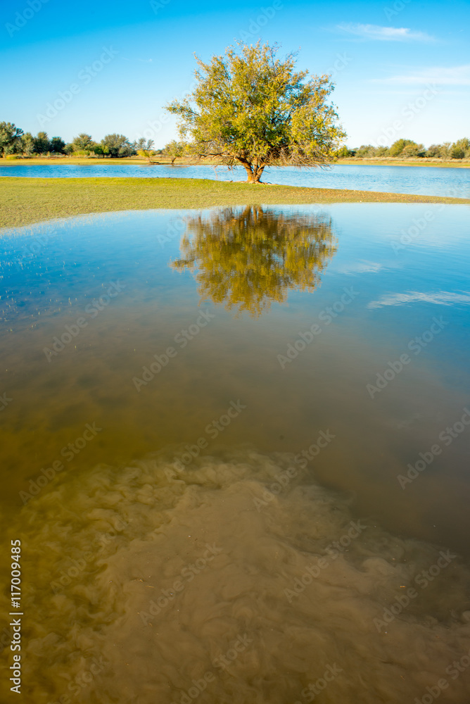 Fototapeta premium Reflection of tree in water.