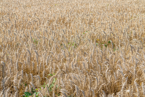 Gold dry wheat field in warm summer