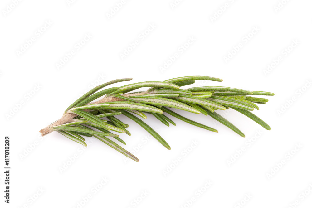 Fototapeta premium rosemary isolated on white background