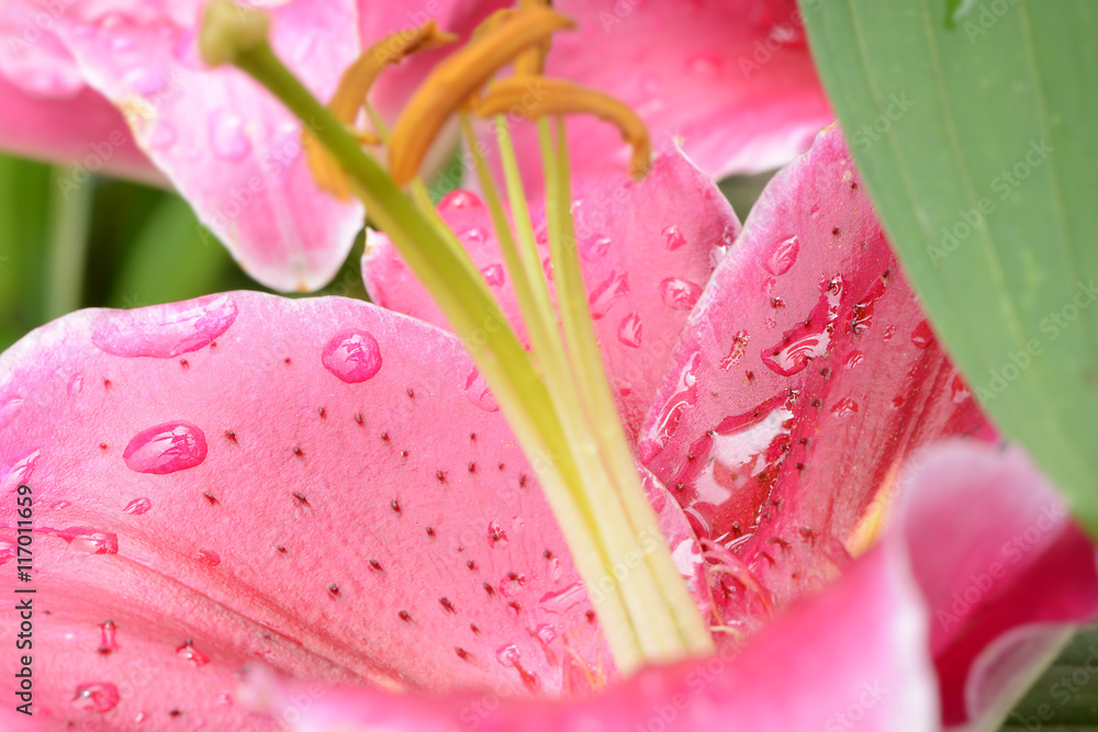 Blumen 671 Blumen 671