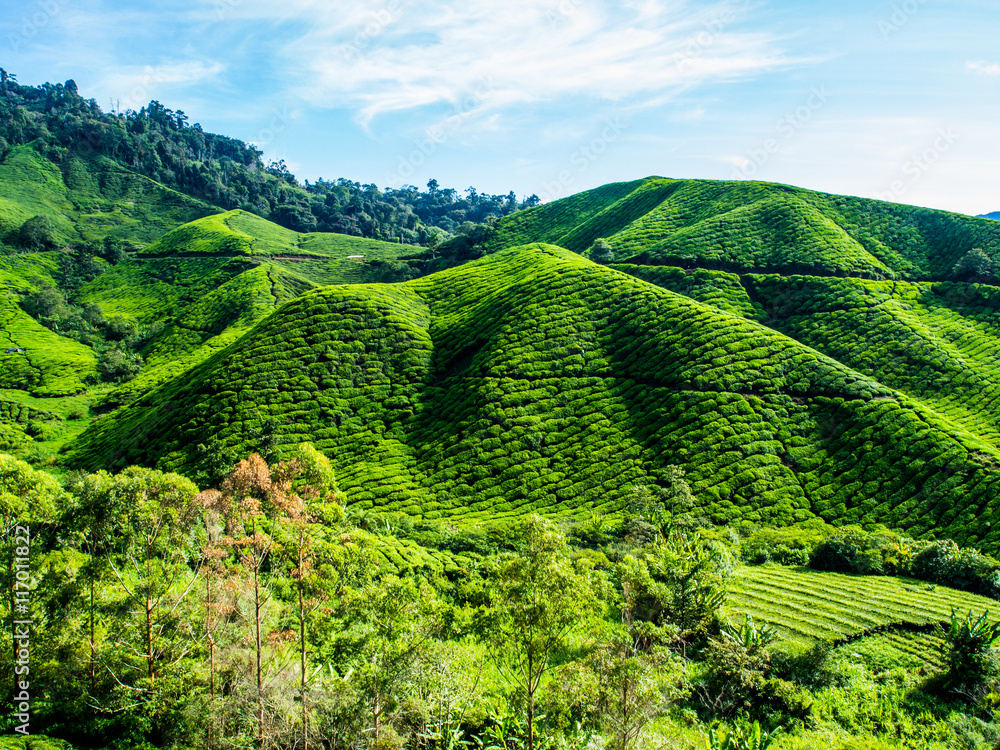 Tea Plantation on the mountain at Cameron Highlands, Malaysia