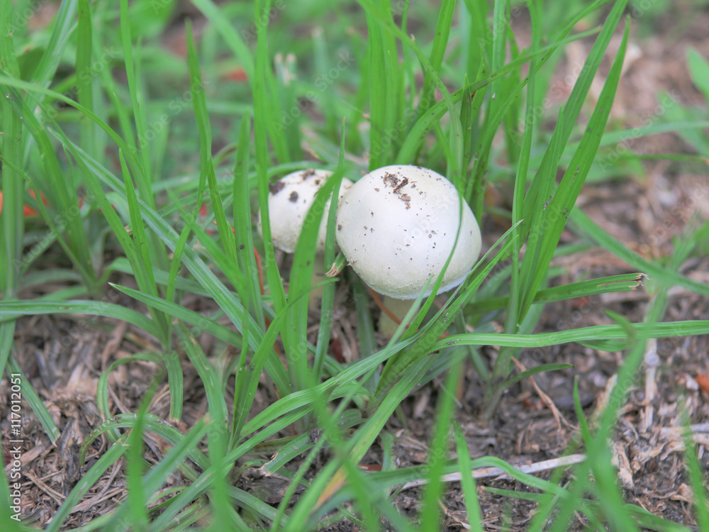 mushroom