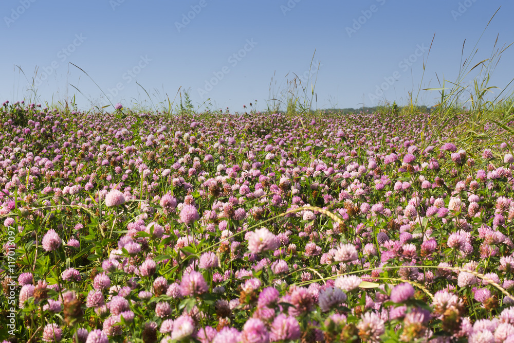 The clover field on a Sunny day