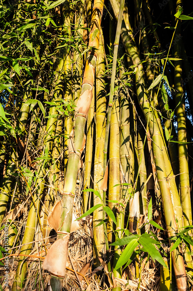 Obraz premium Bamboo