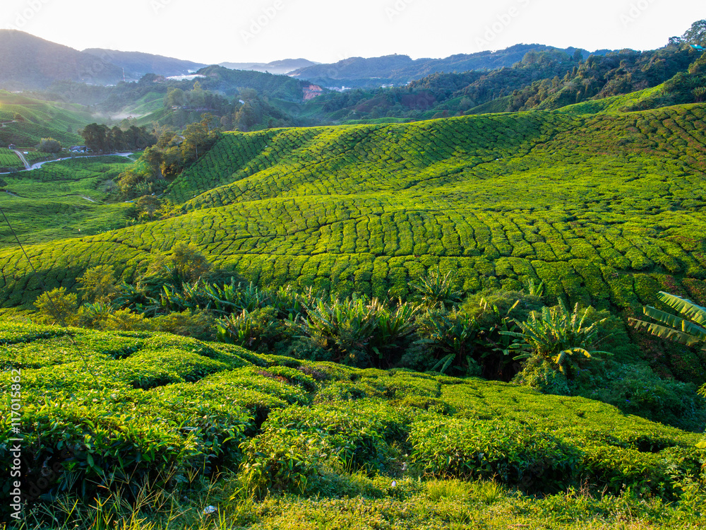 Tea Plantation during Sunrise at Cameron Highlands, Malaysia