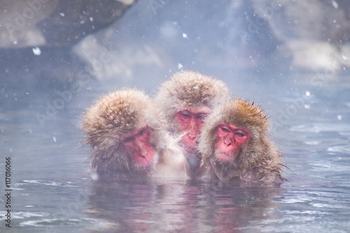 Three snow monkeys bathing in hot water