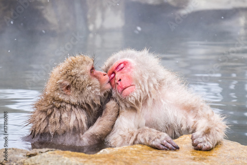 Lovely monkeys in the hot spring