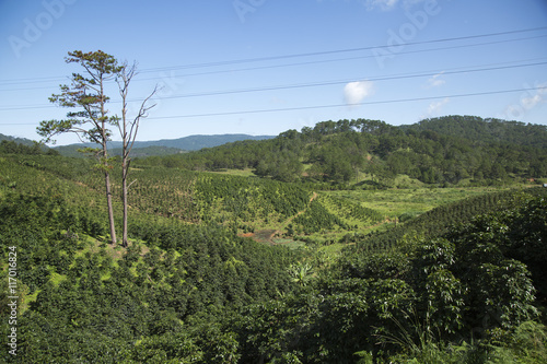 coffee plantation