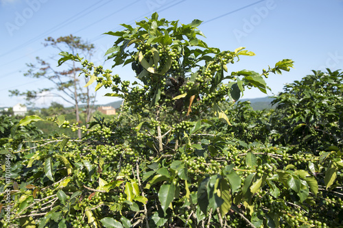 coffee tree