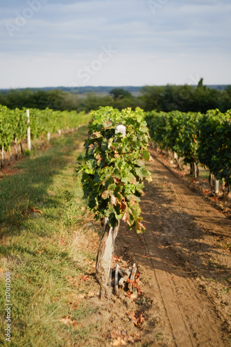 Vineyard rows with grapes. Grapes harvesting season in the Repub