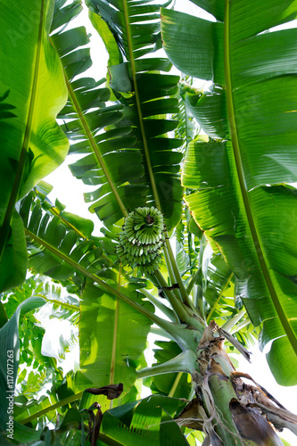 Banana trees looked up to see the results.