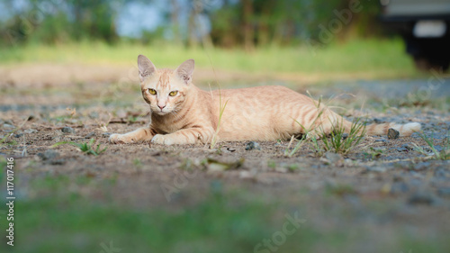 Cat on Green Grass   
