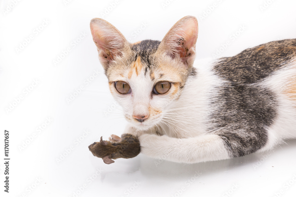 kitten,cat cath mouse on white background