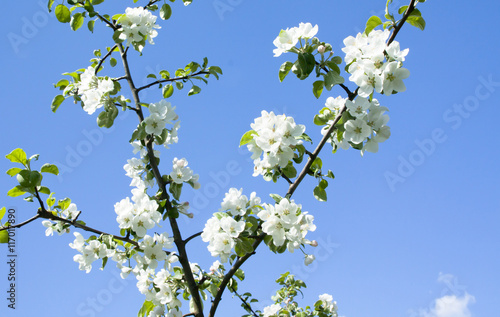 Apple blossom on sky background garden on spring