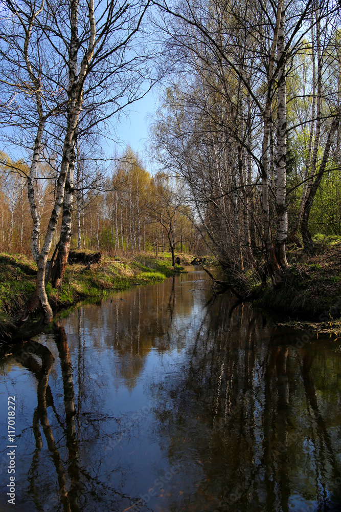 Spring landscape on the river with birch forest