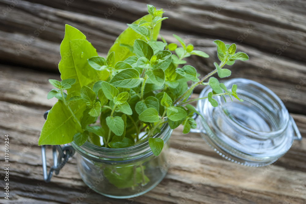 Φωτογραφία Frische Lorbeerblätter und Majoran - Laurus nobilis / Origanum majorana - im Vor