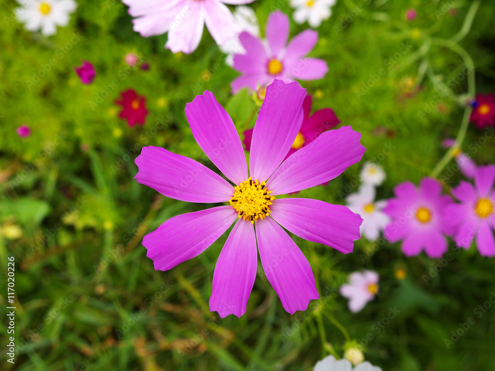 purple cosmos flower closeup, shallow depth of field purple cosmos flower closeup, shallow depth of field