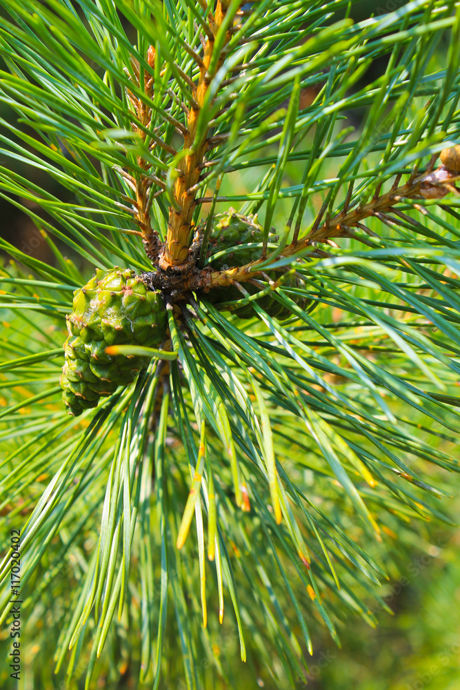 Young green pine cone on the branch Young green pine cone on the branch