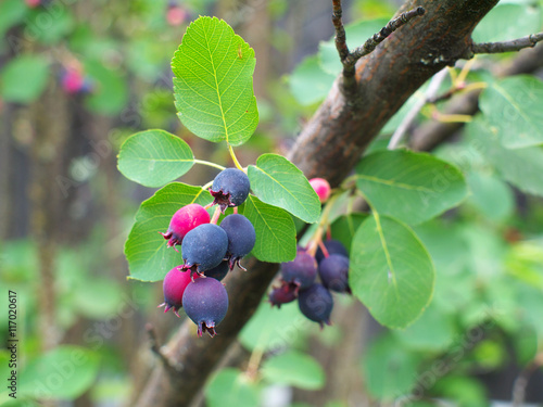 Ripe amelanchier berries on bush, closeup