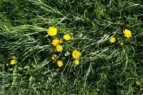 Green dandelion in the grass