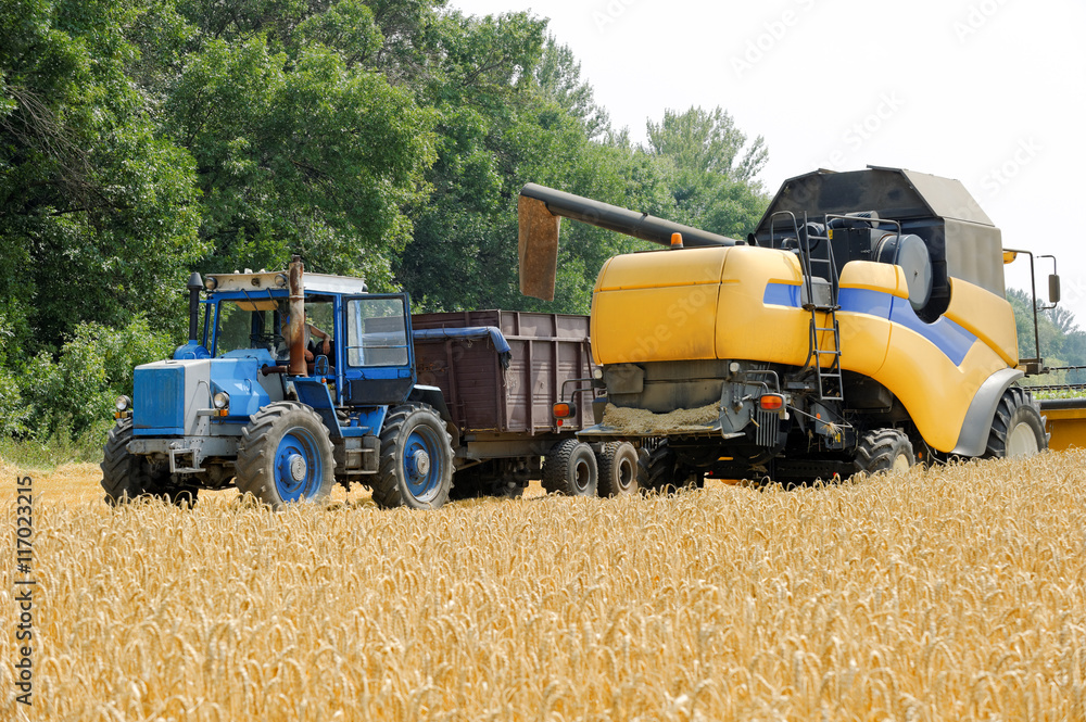 Combine harvester load wheat in the tractor trailer at the time of harvest in a sunny summer day Combine harvester load wheat in the tractor trailer at the time of harvest in a sunny summer day