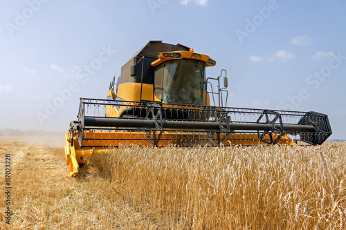 Combine harvests wheat on a field in sunny summer day