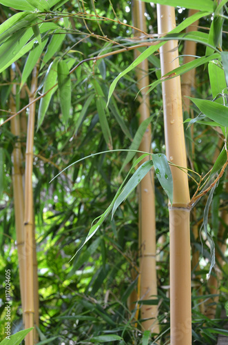 bamboo stems background. bamboo organic. bamboo line. bamboo gr