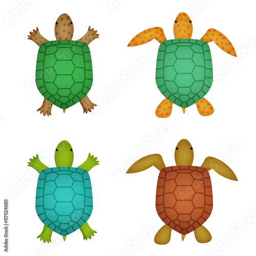 Turtle and tortoise in realistic style, top view
