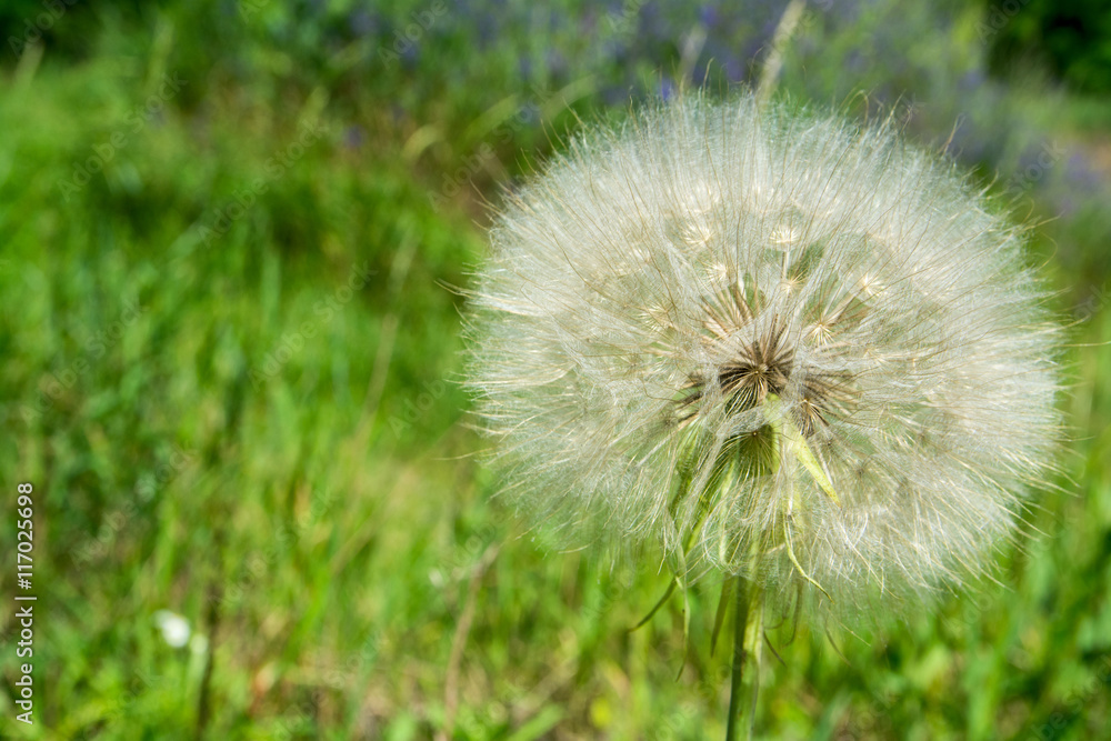 Dandelion close-up over green grass background Dandelion close-up over green grass background