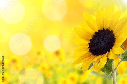 Hintergrund Sonnenblume mit Bukeh