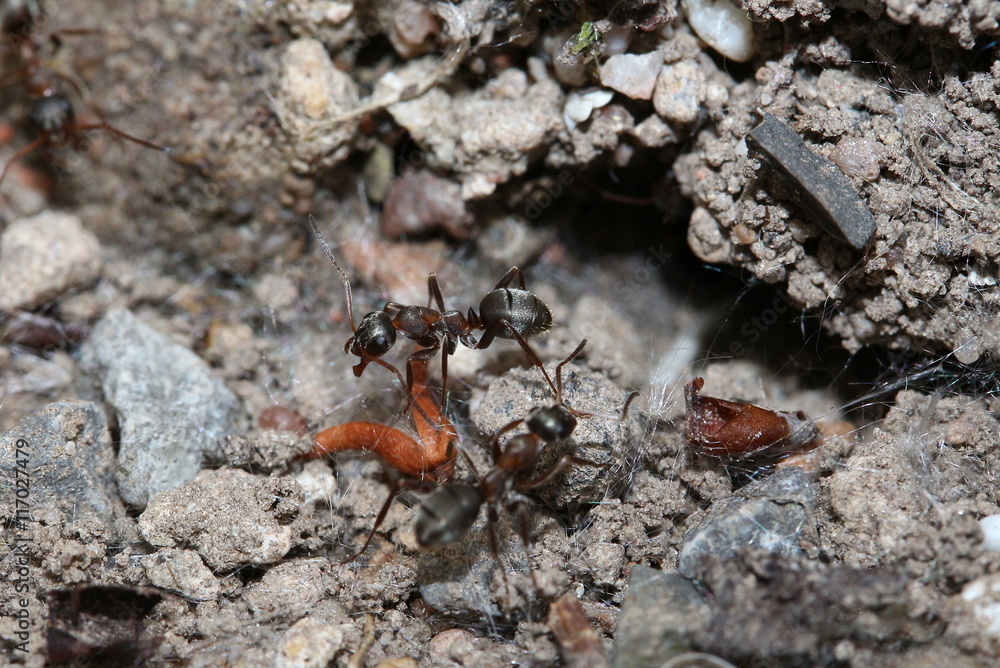 Nahaufnahme einer Wegameise, Lasius niger, Nahaufnahme einer Wegameise, Lasius niger,