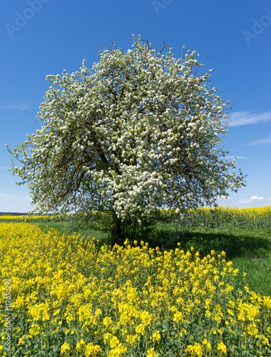 Blühender Obstbaum am Rapsfeld 