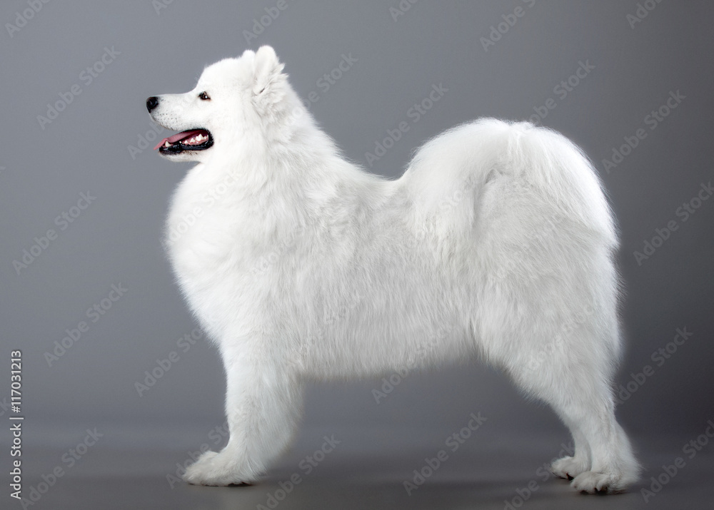Портрет самоеда на сером фоне. Белая собака стоит на сером фоне. Самоедская собака в студии. Эскимосская лайка.