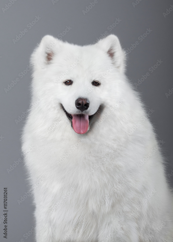 Портрет самоеда на сером фоне. Белая собака на сером фоне. Самоедская собака в студии. Эскимосская лайка.