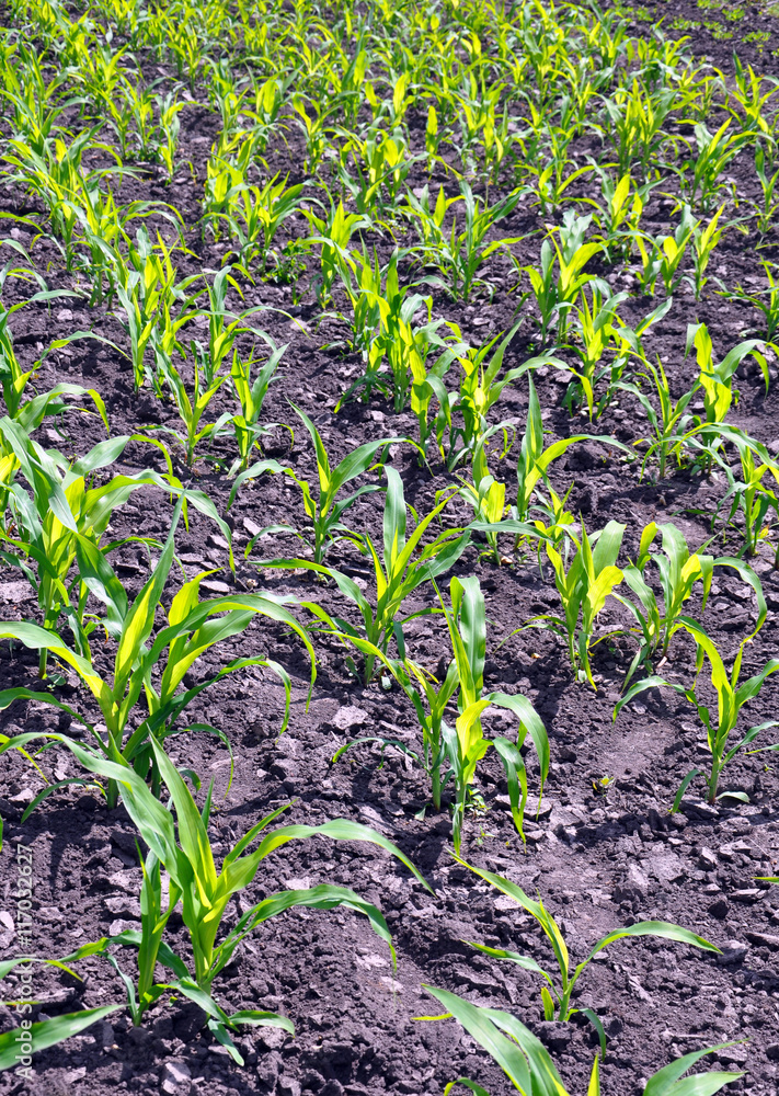 corn growing in the garden corn growing in the garden