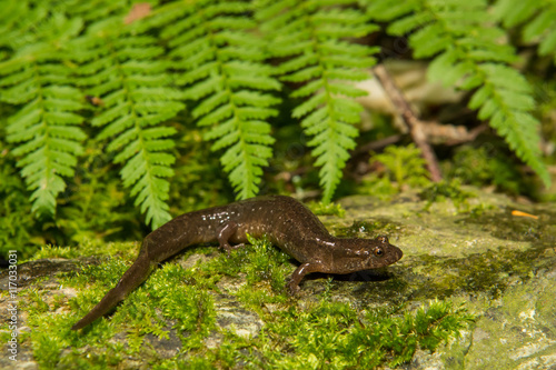 Картината върху платно A Northern Dusky Salamander crawling over a mossy stone.