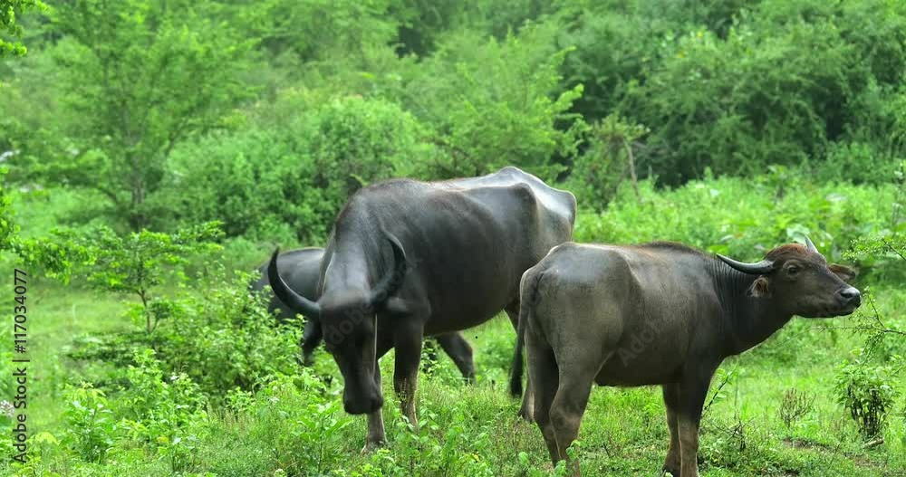 Wild Water Buffalo look to camera while pasturing in wildlife park in Sri Lanka Wild Water Buffalo look to camera while pasturing in wildlife park in Sri Lanka