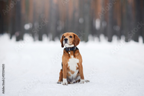 Fototapeta Naklejka Na Ścianę i Meble -  Dog breed Beagle walking in winter, portrait