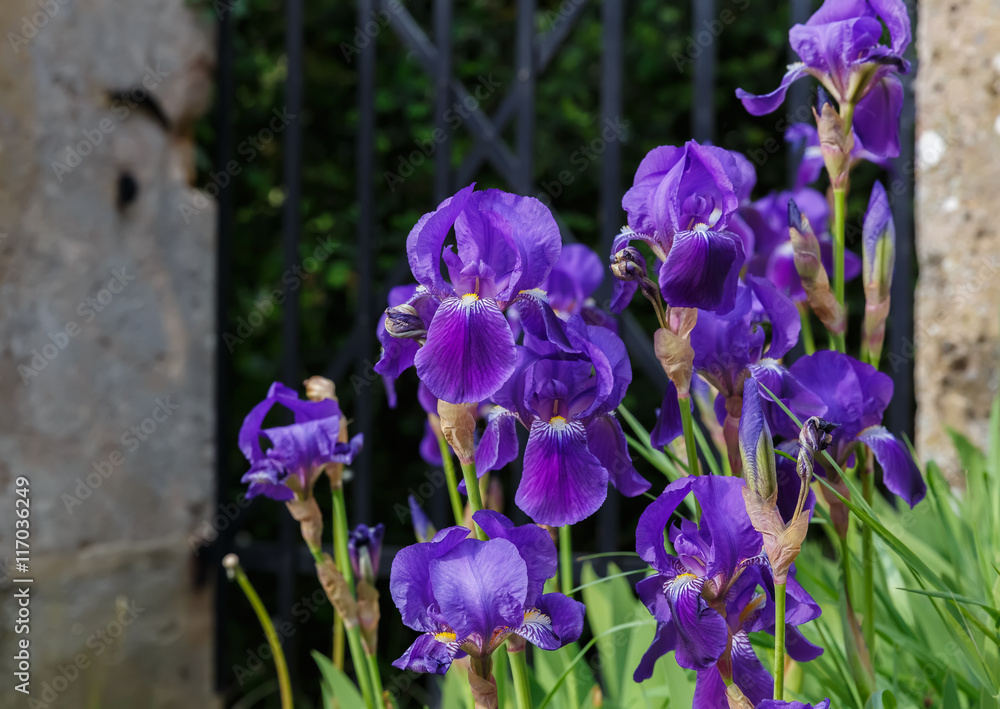 Irises against the backdrop of the garden fence Irises against the backdrop of the garden fence