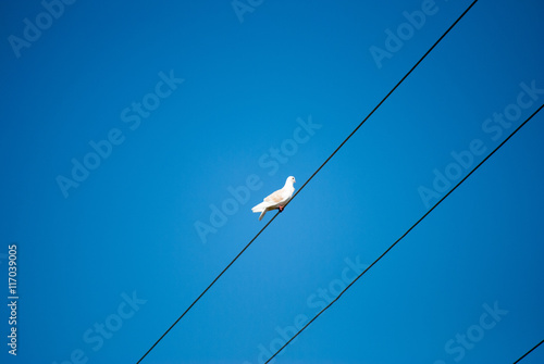 White pigeon standing on powerline